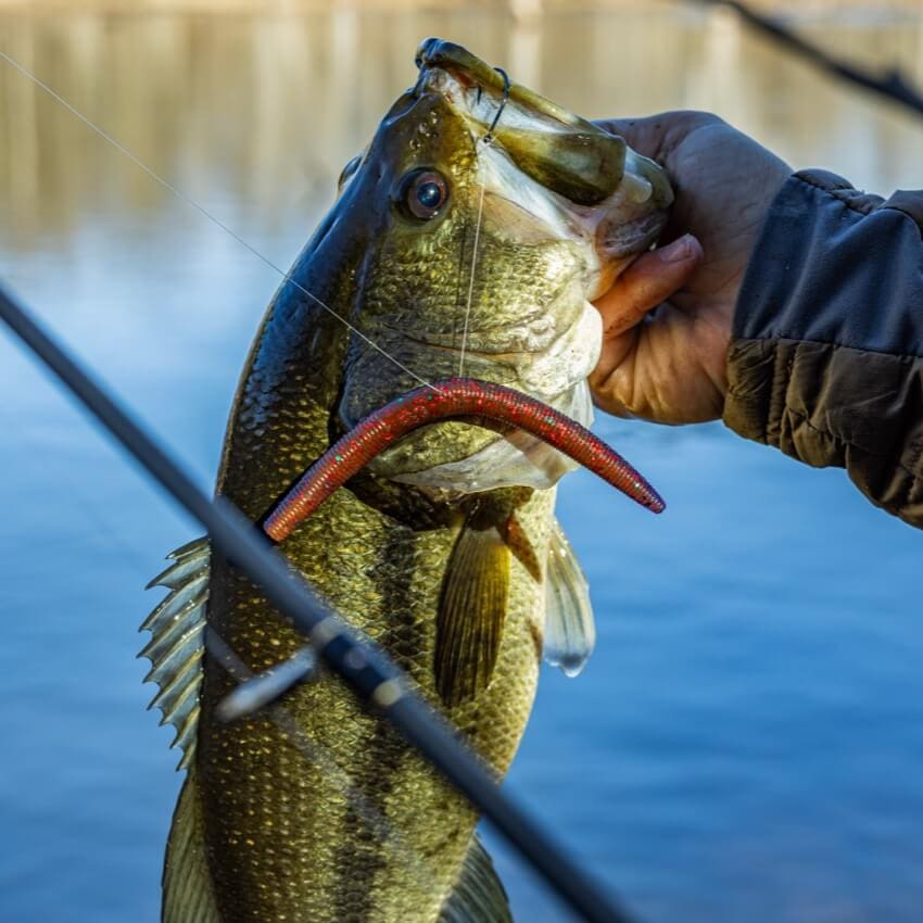 Yamamoto Baits | 5" Senko