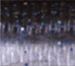 Blueback Herring