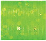 Chartreuse w/ lg chartreuse