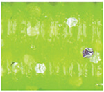 Chartreuse w/ lg silver