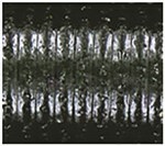 Fading Watermelon With Large Black