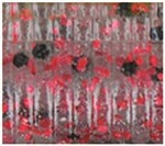 Clear With Large Black And Small Red<