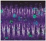 June Bug Purple With Emerald Flake