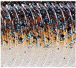 Brown/Blue, Gill/Clear