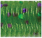 Watermelon w/ lg purple and green