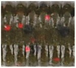 Green Pumpkin Small Red Lrg Blk