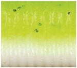 Chartreuse Shad