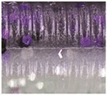 Smoke With Purple And Hologram / 031 Laminate