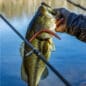 Yamamoto Baits | Senko Bulk Packs