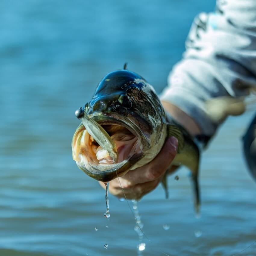Hinge Minnow - Featured - Yamamoto