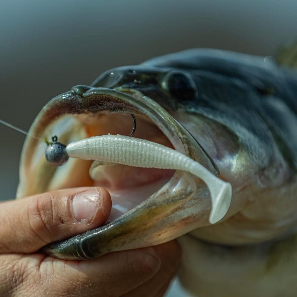 Yamamoto Baits | Shibo Swimmer